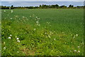 Field south of Weyhill