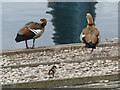 Egyptian geese with gosling 