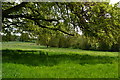 Sunlight and shade in meadow south of Fyfield