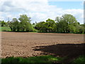 Field near Wallgrove