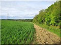 Field near Shrub Wood