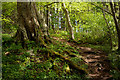 NH7866 : Path in the woodland of Cromarty House by Julian Paren