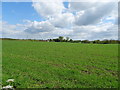 Crop field, Bickley