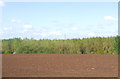 Field towards woodland, Moston