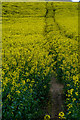 Taunton Deane : Rape Field