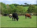 Pasture, Crowan