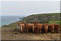 SW9238 : Cattle feeding above Kiberick Cove by Simon Mortimer