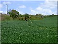 Farmland, Ladock