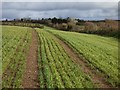 Farmland, St Wenn