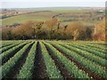 Farmland, St Columb Major