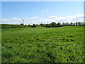 Grazing south of Borras Road, Holt