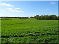 Grazing near Borrass Farm