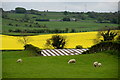 Sheep, Ardstraw