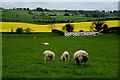 Sheep and lambs, Ardstraw