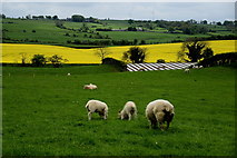 H3487 : Sheep and lambs, Ardstraw by Kenneth  Allen