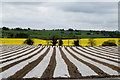 Crops, Ardstraw