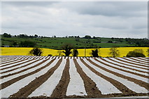 H3487 : Crops, Ardstraw by Kenneth  Allen