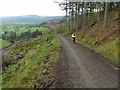 Forestry track above the Dee valley