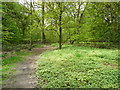 Footpath through Whetstone Plantation, Horsforth