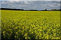 ST9597 : A field of oilseed rape by Philip Halling