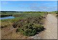 TM4766 : Suffolk Coast Path at the Minsmere nature reserve by Mat Fascione