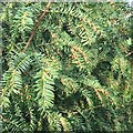 Flowering shoots of yew, former Ridgeway School site, Montague Road, Warwick