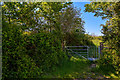 North Devon : Grassy Field & Gate