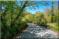 North Devon : Country Lane