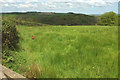 SS5721 : Sheep pasture north of North Heale by Derek Harper