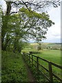 Footpath at the edge of woodland