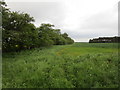 Field edge, Watton Carrs