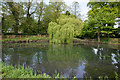 Pond on The Street, Halvergate