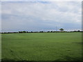 Turf growing near Thorney