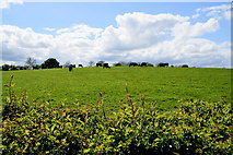 H4965 : Cows in a field, Moylagh by Kenneth  Allen