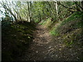 Forest Path to Goytre Hill (Lloyney)