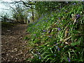 Bluebells near Goytre Hill (Lloyney)