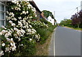 B1387 The Street in Walberswick