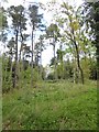 Woodland near Haggiston Holme