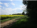 Farm track and oilseed rape by The Cottages