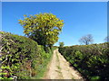 Llwybr uwchben Heol-feinog / Path above Heol-feinog