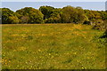 Footpath through a buttercup meadow towards Hordle