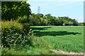 Field edge north of Walkford