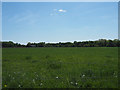 Pasture with church in background