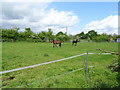 Grazing, West Horndon