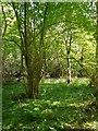 Coppiced woodland with bluebells, Ipsden Heath