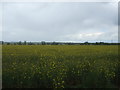 Oilseed rape north off Doesgate Lane, Horndon on the Hill