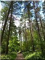 Path through the Kingsford Forest Park