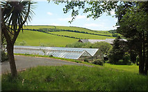 SX4152 : Greenhouses, Millbrook by Derek Harper