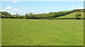 Sheep pasture near Penhale