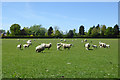 Sheep and lambs near Newhouse Farm